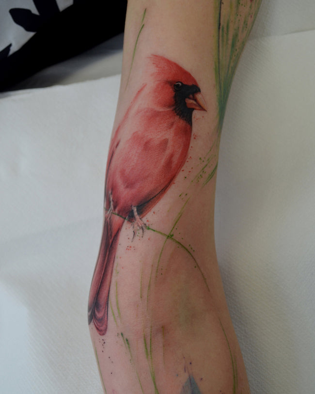 watercolor cardinal bird tattoo – semi realistic full color detail on arm